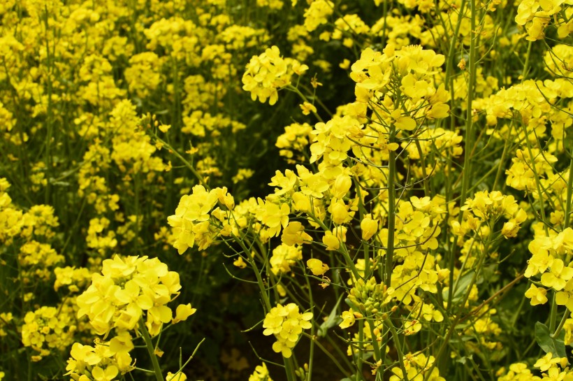 黃色油菜花圖片