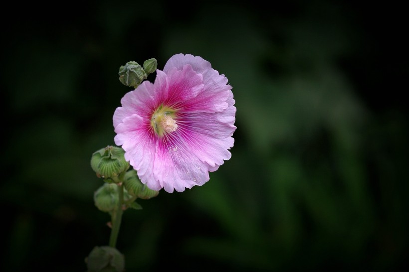 蜀葵花图片