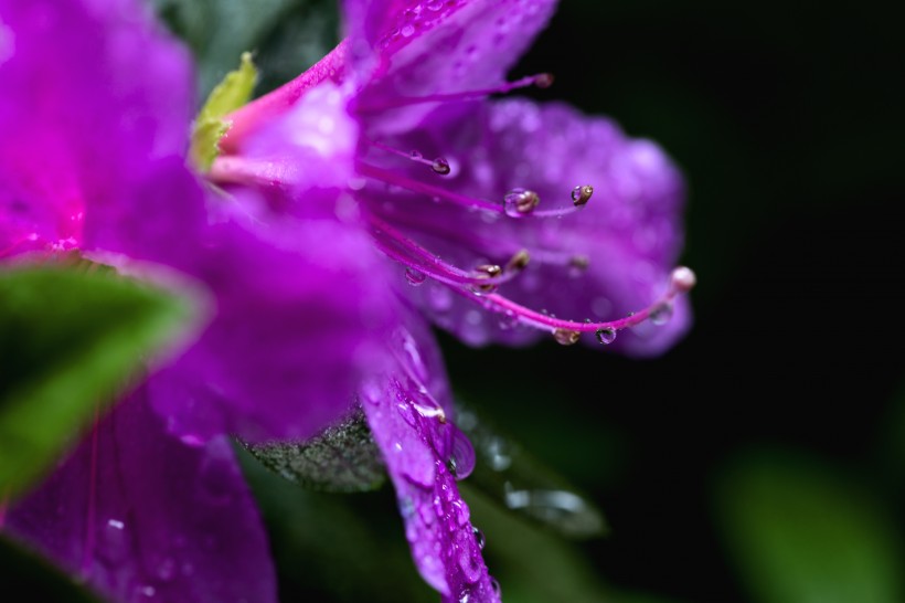 雨后杜鹃花图片