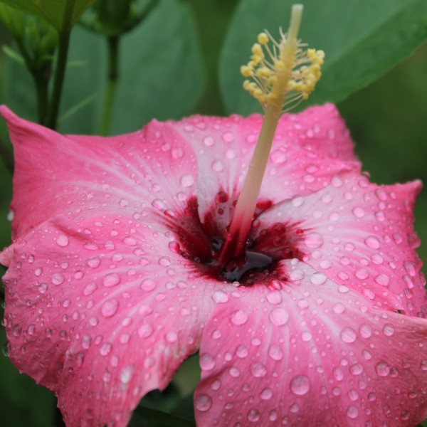 雨后朱瑾花圖片