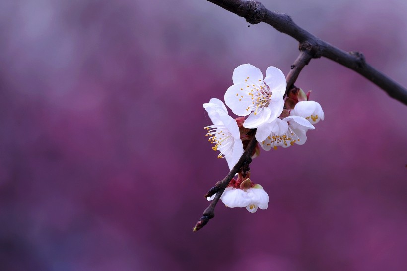 白色杏花圖片