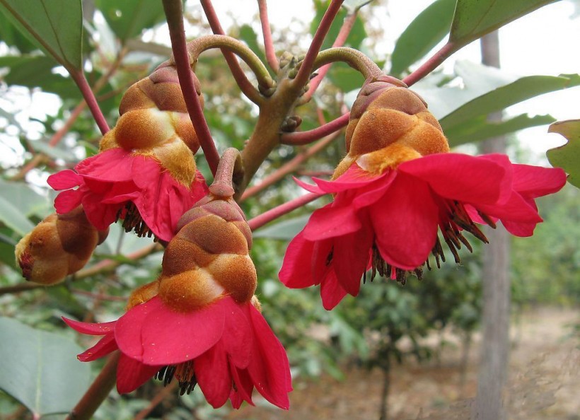 红花荷植物图片