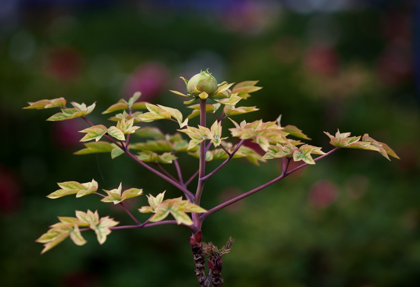 牡丹花圖片