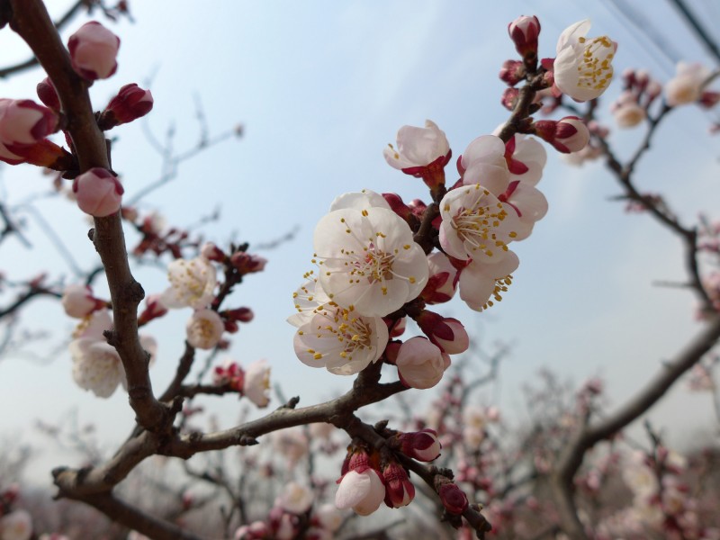 白色杏花图片