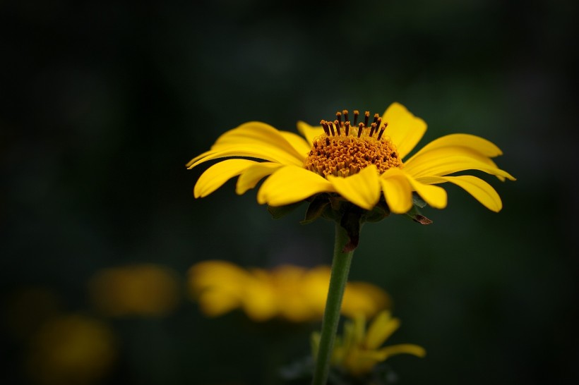 黄色野菊花图片