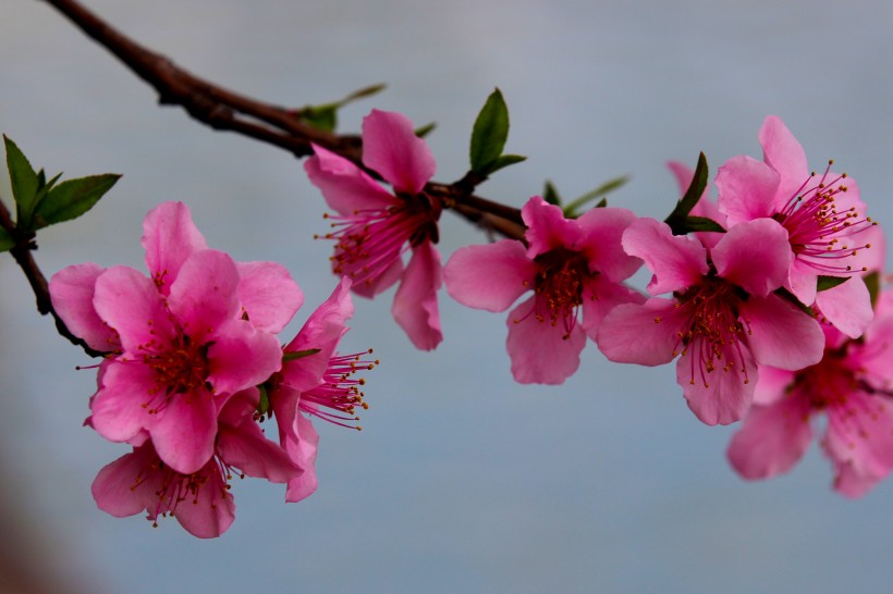 粉红色桃花图片