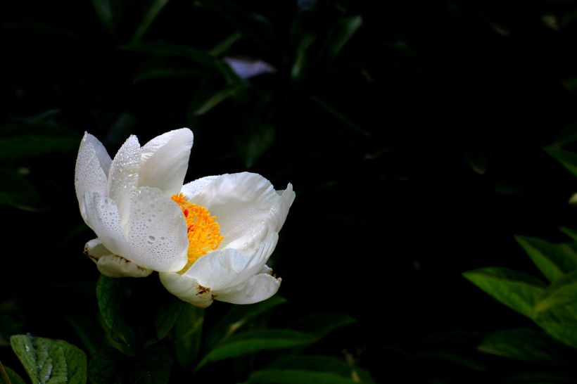 芍药花图片