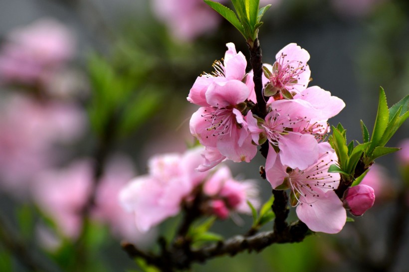 粉色桃花圖片