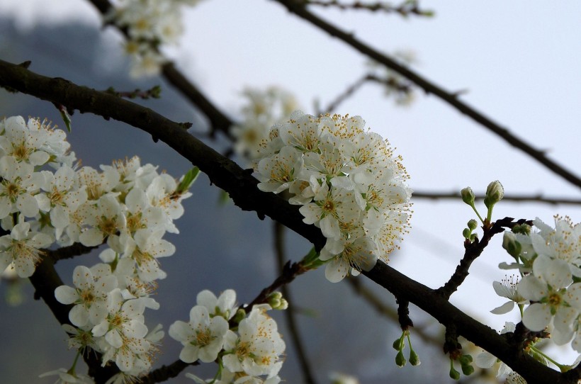 白色李花图片