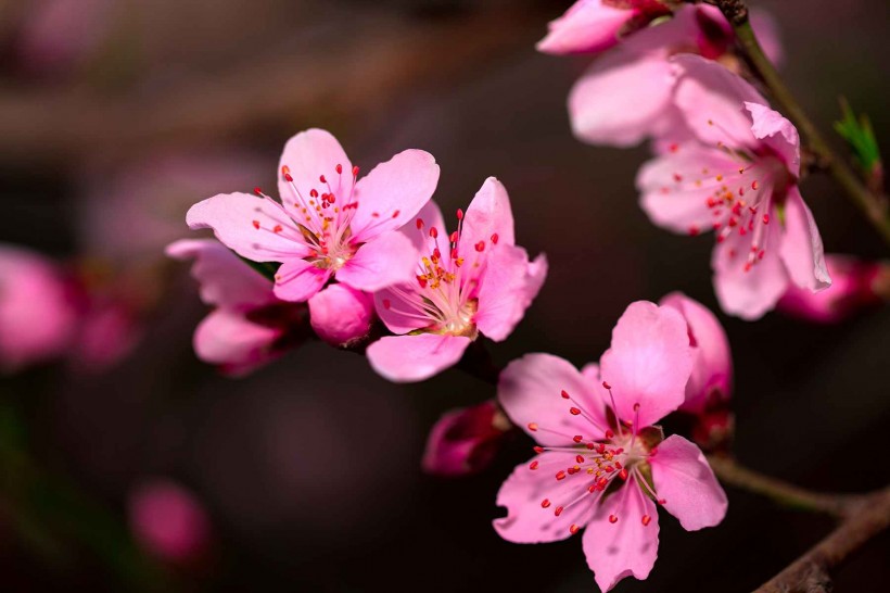 粉红色桃花图片