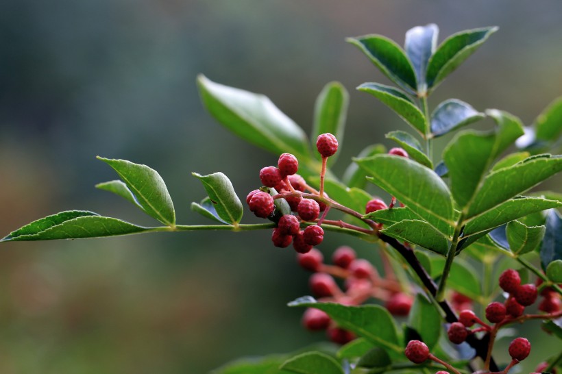 花椒樹(shù)圖片