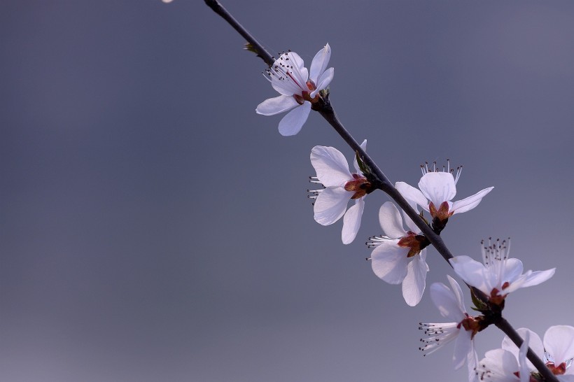 粉色山桃花圖片