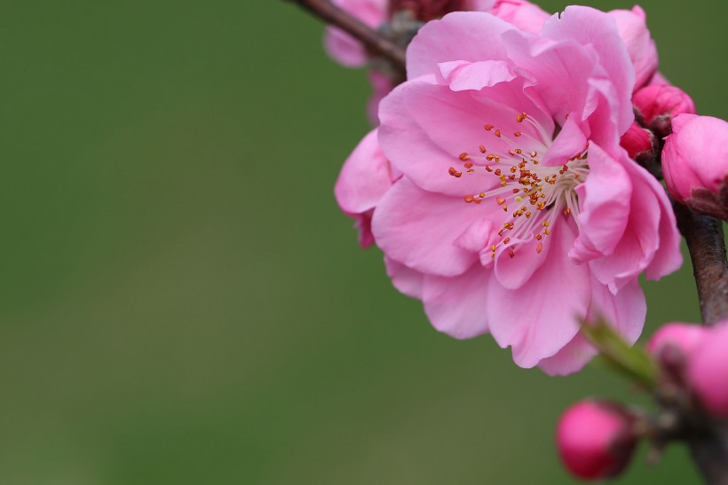 桃花图片