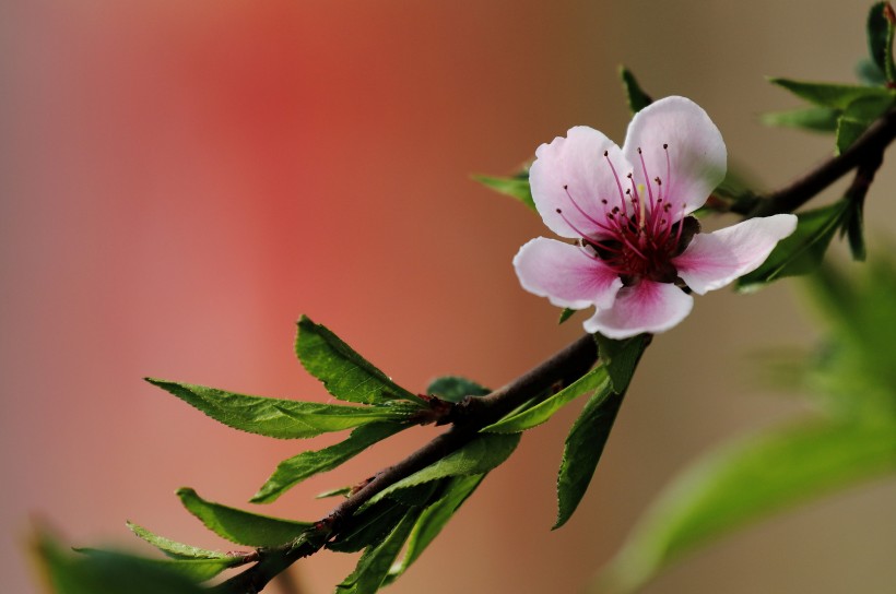 桃花圖片