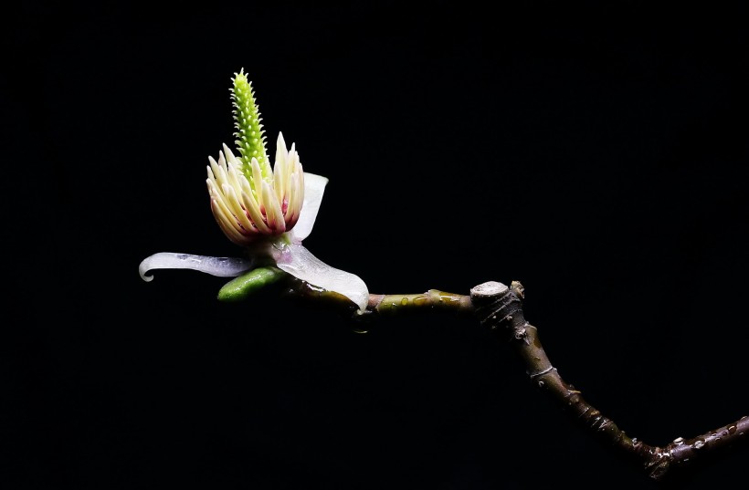 玉兰花花蕊图片