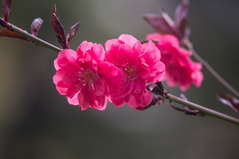 春风里盛开的桃花图片