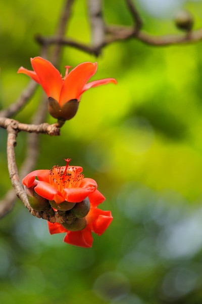 紅色木棉花圖片