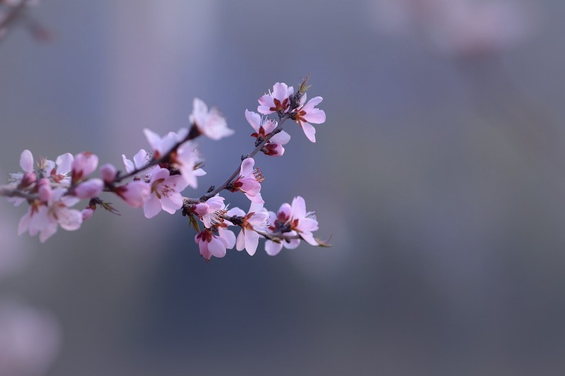 粉色山桃花图片