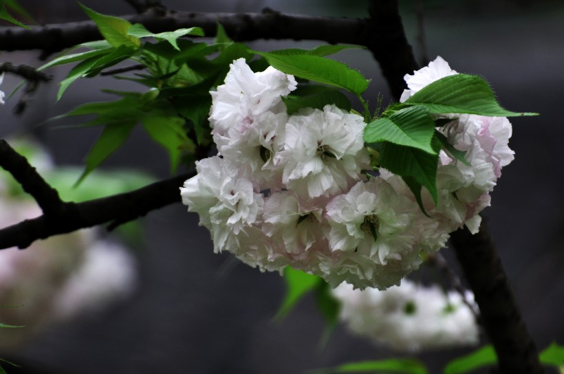 灿烂樱花图片