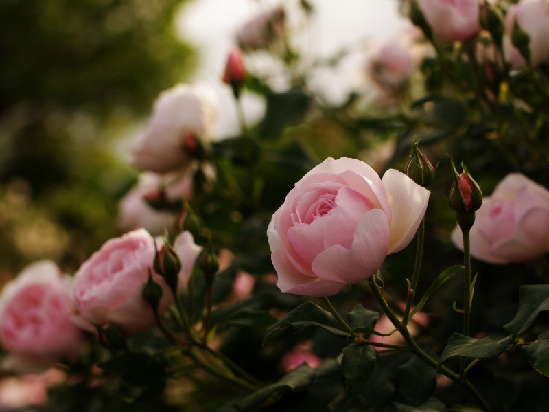 唯美的薔薇花圖片