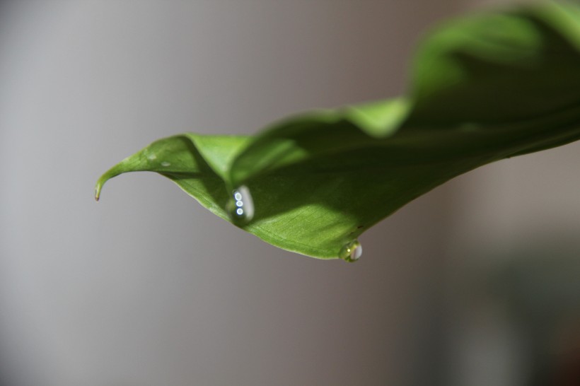 娇媚的滴水观音花卉图片