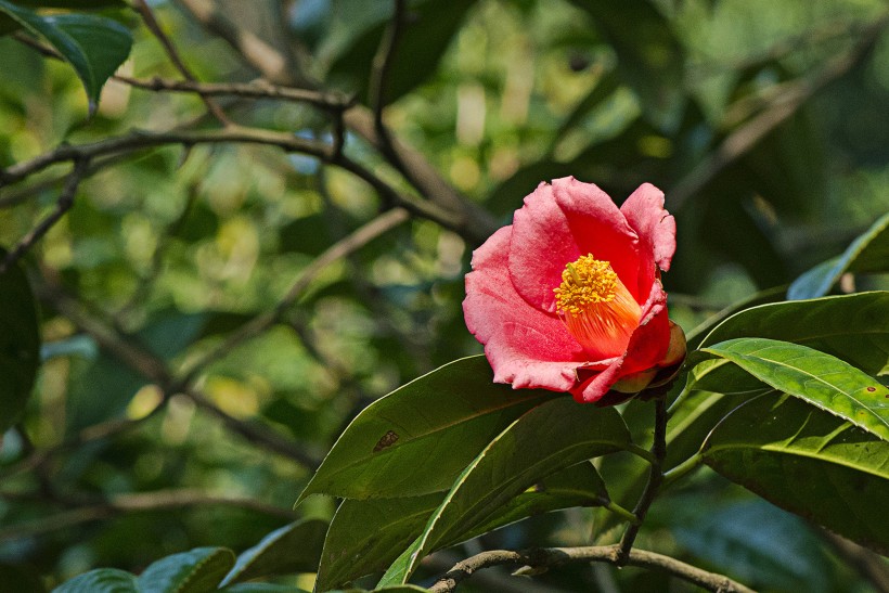 山茶花圖片