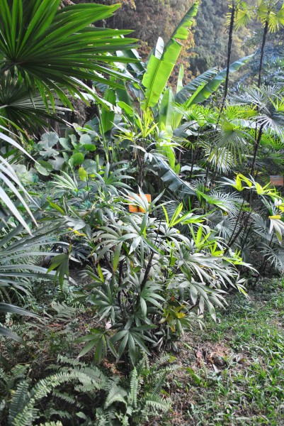 粗棕竹植物图片