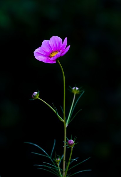 初秋的小花图片