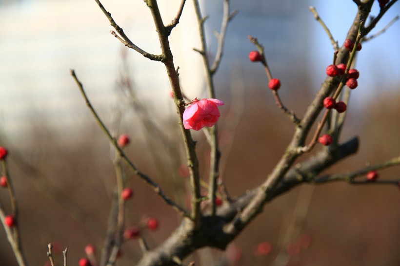 梅花图片