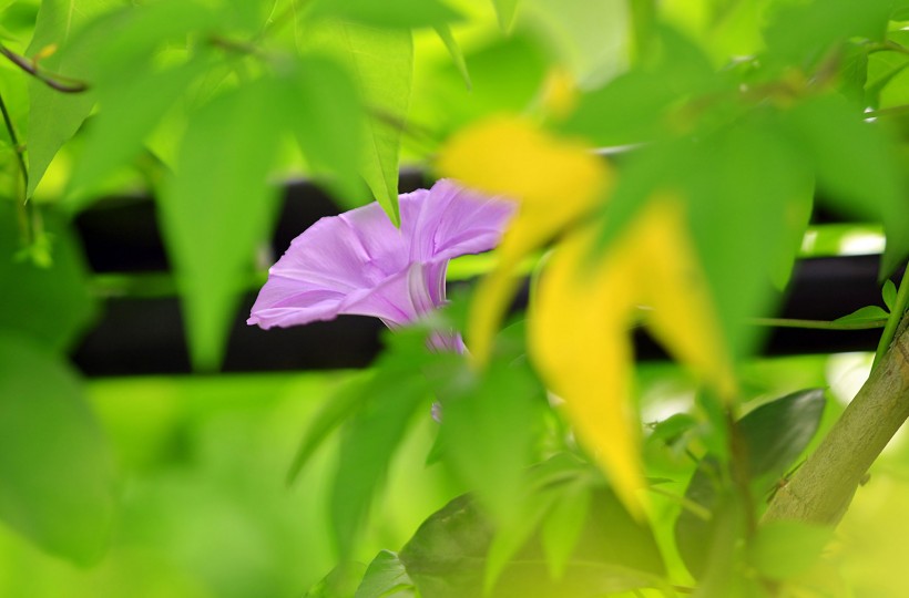 唯美牽牛花圖片