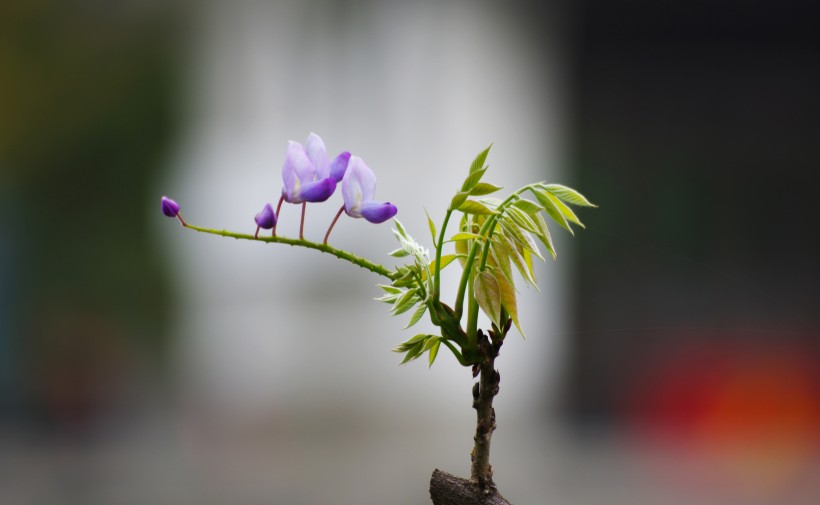 紫藤花卉图片