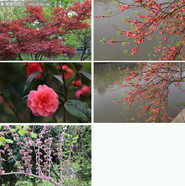 早春娇媚迷人的红梅花图片