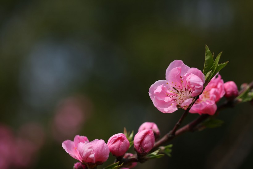 桃花图片