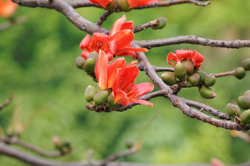 紅色木棉花圖片