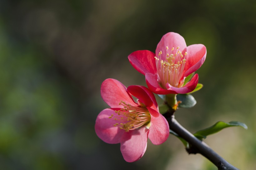 海棠花圖片