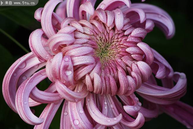 優(yōu)雅野菊花植物圖片高清攝影壁紙