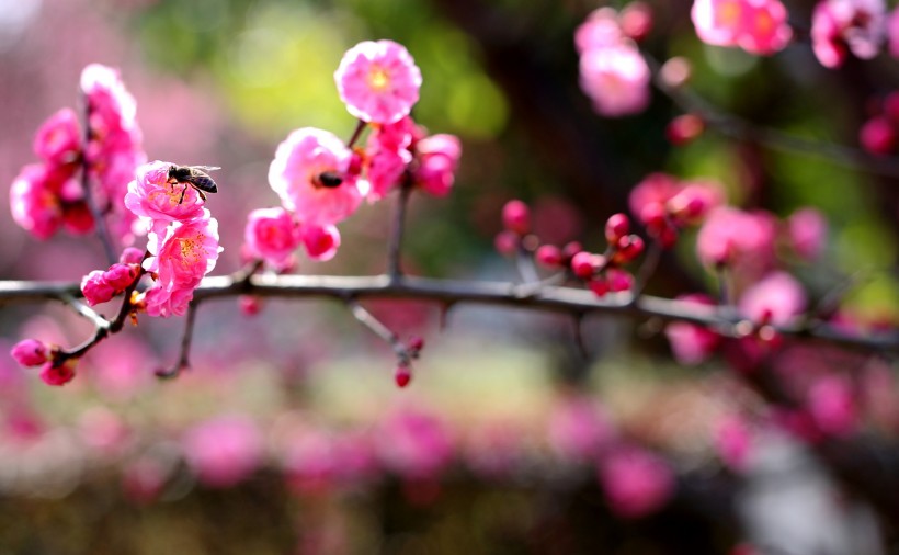 粉红色梅花图片