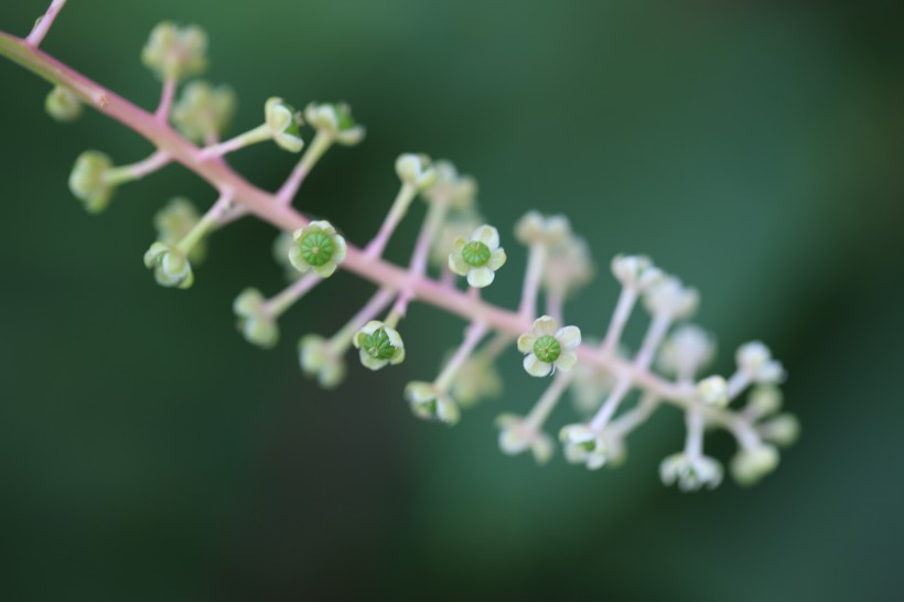 草本植物商路圖片