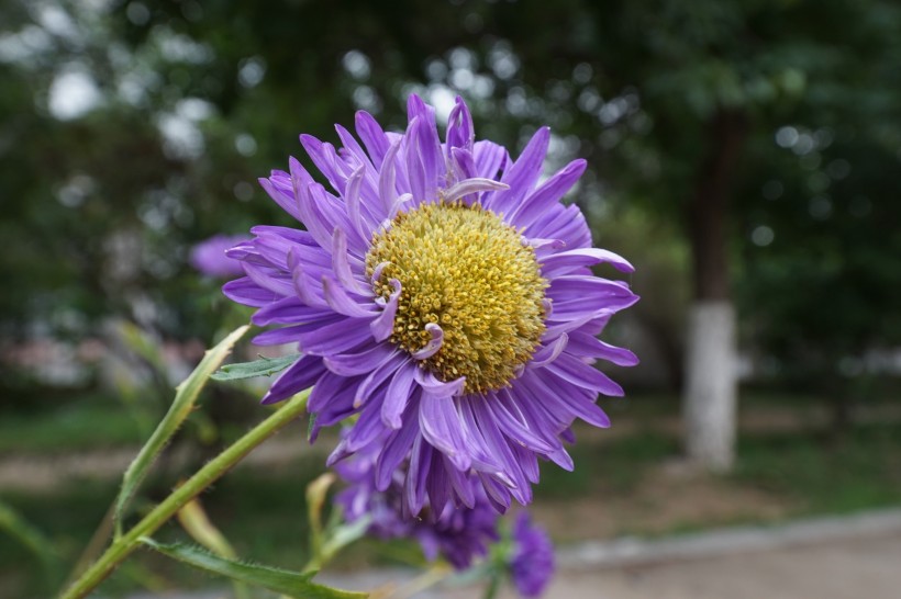 紫色菊花图片