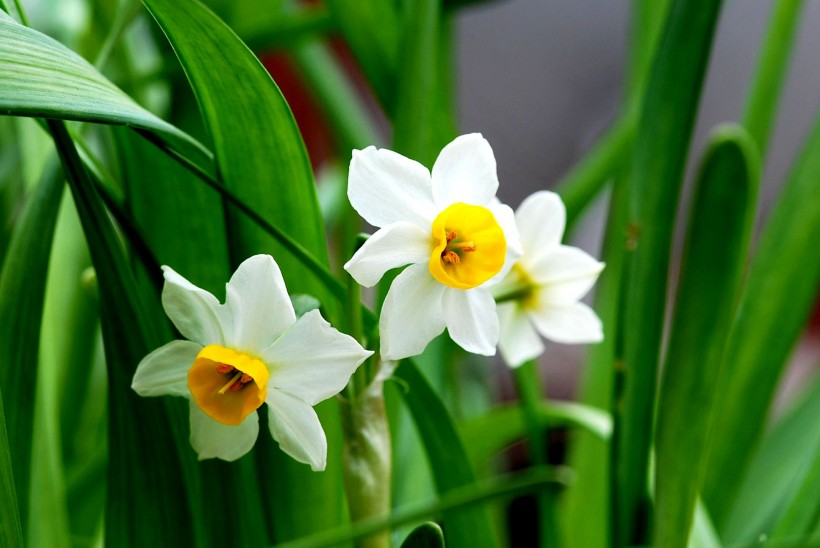 水仙花图片