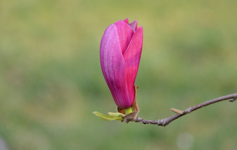 红白玉兰花图片