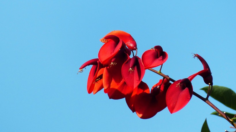 艳丽刺桐花图片