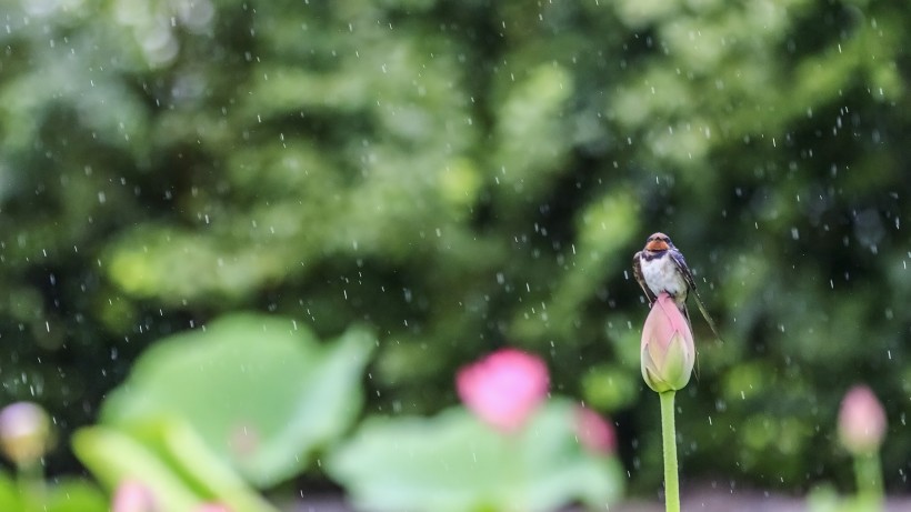 雨中荷图片