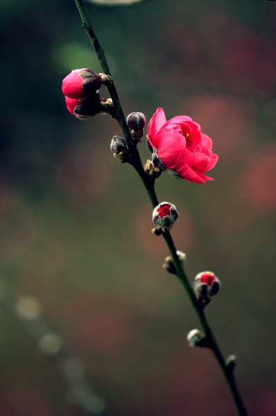 艷麗的桃花圖片