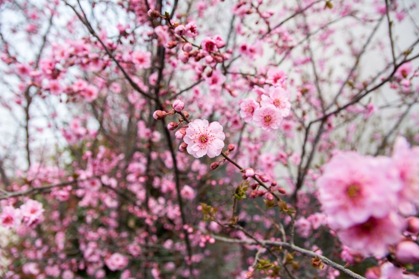 春天鲜艳的梅花图片