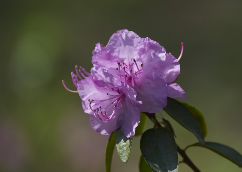 达子香花图片