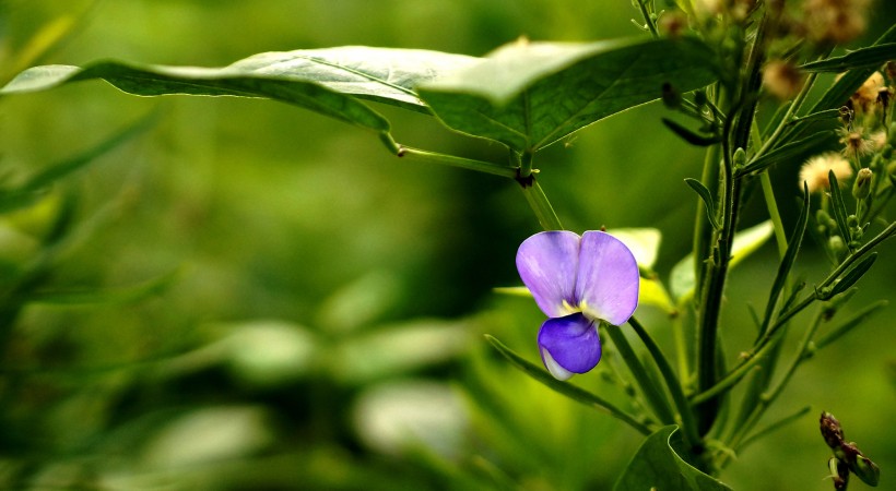 清新豆角花圖片