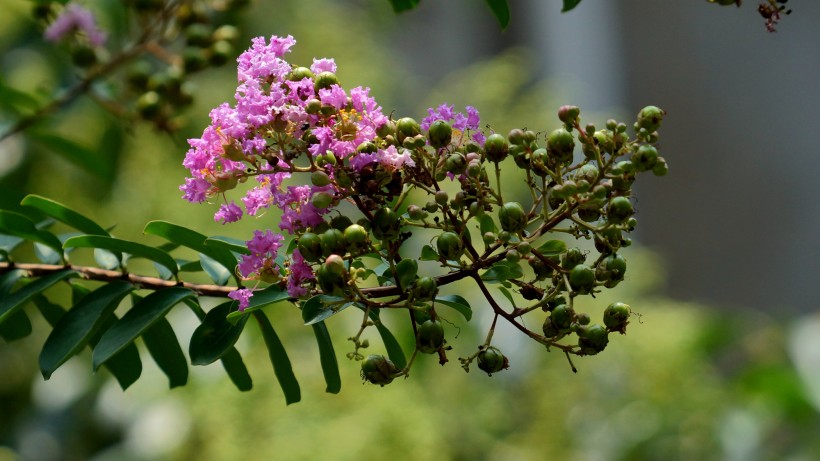 紫薇花圖片