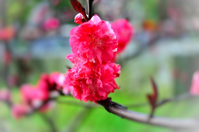 红桃花图片