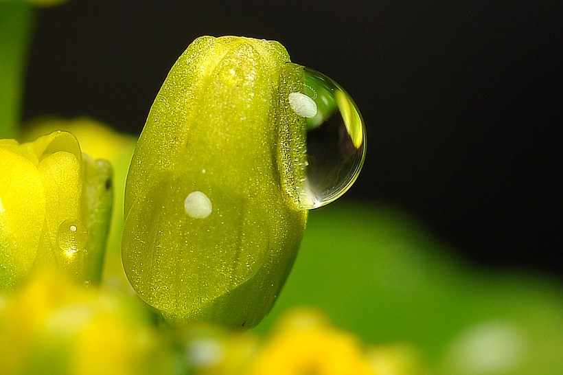 黄色的菜心花图片